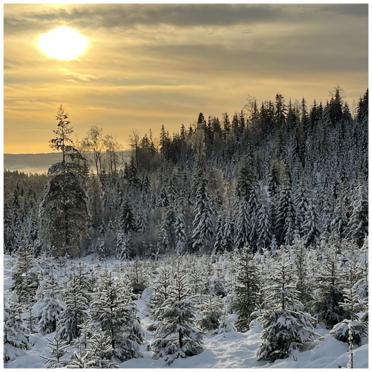 XMAS TREE CUT Your Own CHRISTMAS TREE